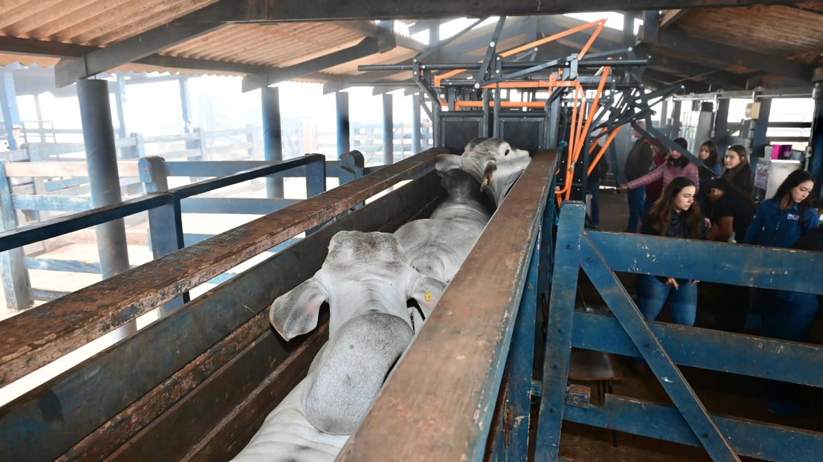 PNAT 2025: ABCZ divulga lista de touros com desempenho superior no TDEA