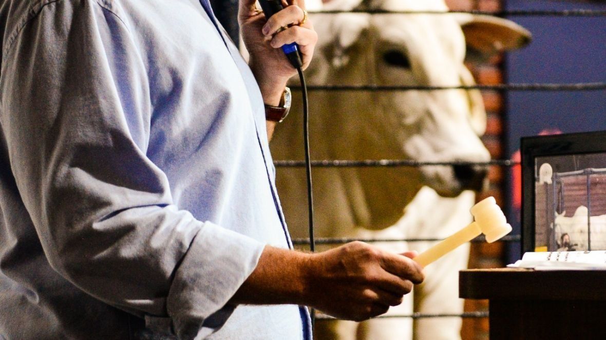 Leilões da 17ª ExpoGenética já movimentaram mais de R$ 46 milhões