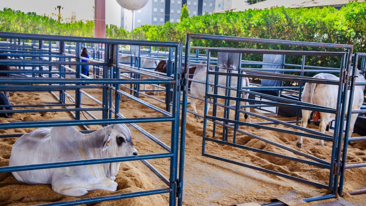 17ª ExpoGenética: touros PNAT já estão no Parque Fernando Costa