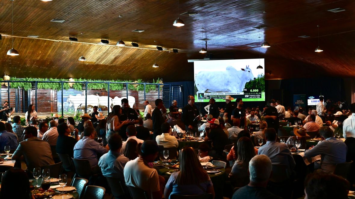Leilões da 18ª ExpoGenética já movimentaram mais de R$ 77,5 milhões