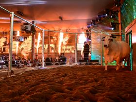 Leilões da 18ª ExpoGenética já movimentam mais de R$ 33,5 milhões