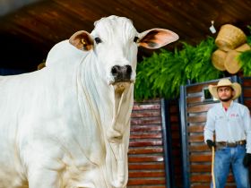 Temporada de leilões da 18ª ExpoGenética já alcançou mais de R$ 50 milhões em negócios