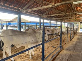 ExpoGenética registra aumento no número de animais inscritos
