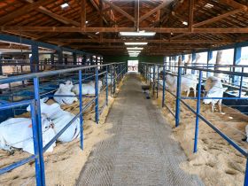 Parque Fernando Costa recebe os primeiros animais da 18ª ExpoGenética