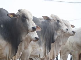 PNAT conecta criadores e centrais de inseminação com genética de ponta