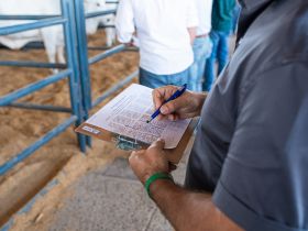 17ª ExpoGenética: animais do PNAT passam por votação dos criadores e técnicos de registro e do setor